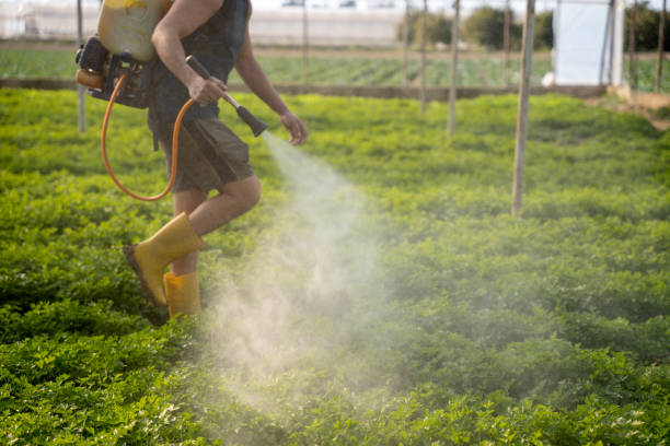 Best Wasp Removal Services  in Odem, TX