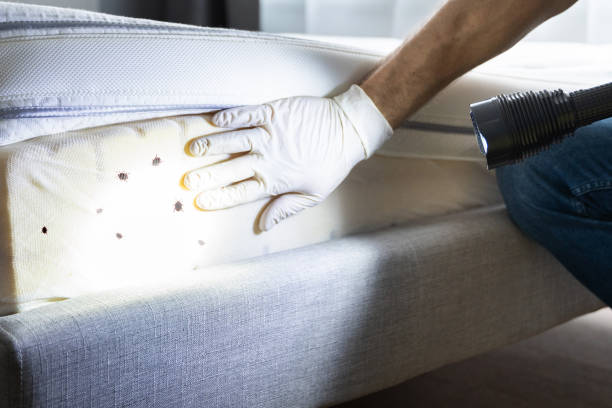 Best Emergency Pest Control  in Odem, TX