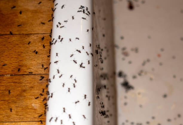 Pest Prevention Services in Odem, TX