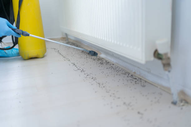 Best Ant Control Services  in Odem, TX