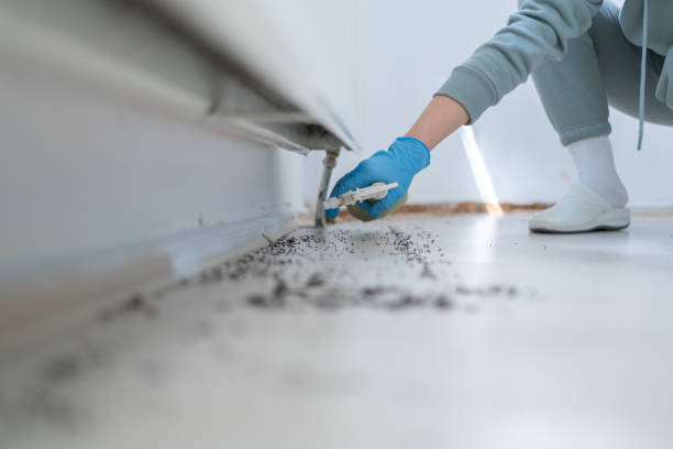 Trusted Odem, TX Pest Control Experts